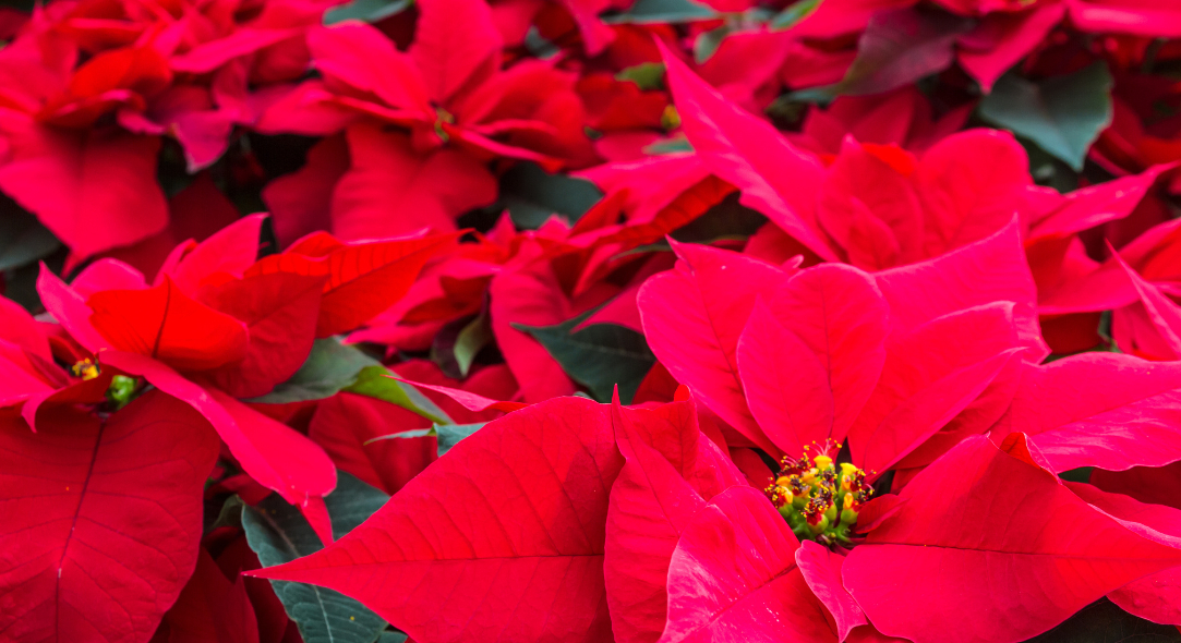 Memorial Christmas Flowers 2025